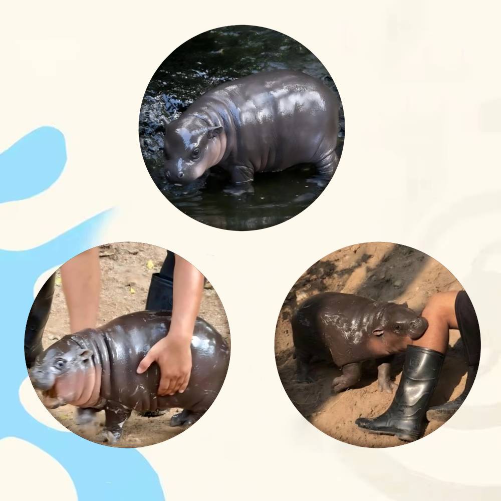 Baby Hippo Moo Deng Badge Tinp - Baby Clothing In Japan recension och pris